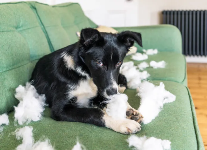 Dogs don't feel lasting guilt and keeping them from repeating unwanted behaviors requires immediate correction.