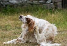 The best dog flea pills can help your dog avoid the itching and scratching associated with fleas.