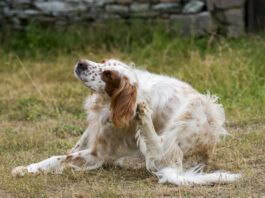 Picking the Best Flea and Tick Pill for Your Dog The best dog flea pills can help your dog avoid the itching and scratching associated with fleas.