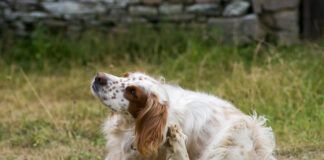 The best dog flea pills can help your dog avoid the itching and scratching associated with fleas.