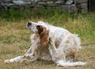 Picking the Best Flea and Tick Pill for Your Dog The best dog flea pills can help your dog avoid the itching and scratching associated with fleas.