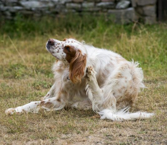 Picking the Best Flea and Tick Pill for Your Dog The best dog flea pills can help your dog avoid the itching and scratching associated with fleas.