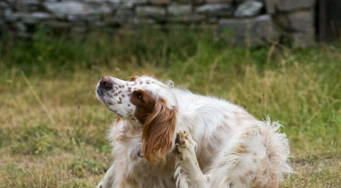 The best dog flea pills can help your dog avoid the itching and scratching associated with fleas.