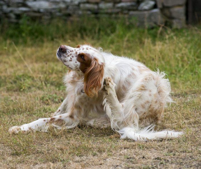 The best dog flea pills can help your dog avoid the itching and scratching associated with fleas.