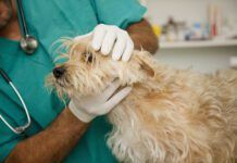 Fluconazole for dogs is a drug used to treat certain fungal infections in dogs.