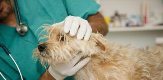 Fluconazole for dogs is a drug used to treat certain fungal infections in dogs.