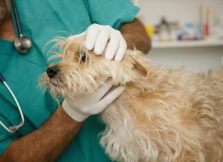 Fluconazole for dogs is a drug used to treat certain fungal infections in dogs.