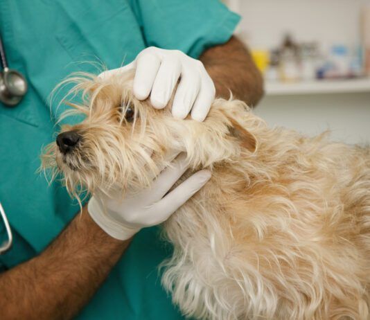 Fluconazole for Dogs Fluconazole for dogs is a drug used to treat certain fungal infections in dogs.