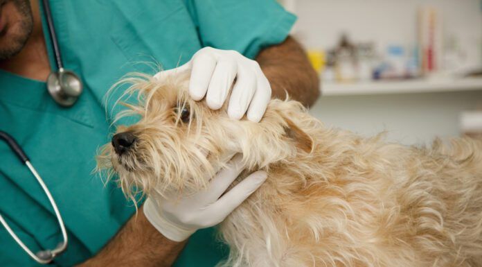 Fluconazole for Dogs Fluconazole for dogs is a drug used to treat certain fungal infections in dogs.