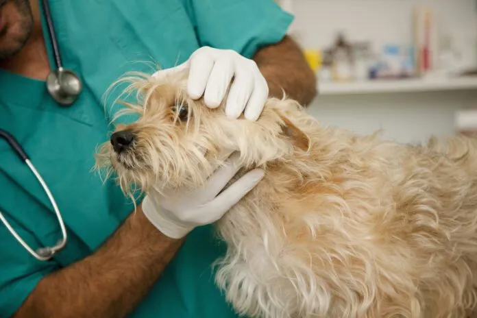 Close up of vet inspecting dog Fluconazole for dogs is a drug used to treat certain fungal infections in dogs.