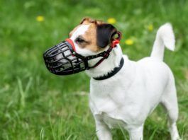 The best dog muzzles are comfortable for the dog while performing its duties.