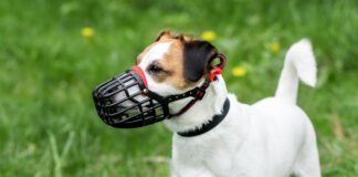 The best dog muzzles are comfortable for the dog while performing its duties.