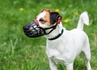 The best dog muzzles are comfortable for the dog while performing its duties.
