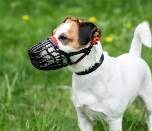 Best Dog Training Muzzles The best dog muzzles are comfortable for the dog while performing its duties.