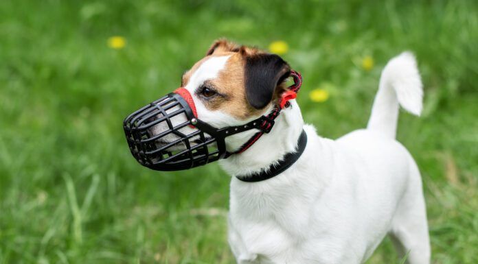 Best Dog Training Muzzles The best dog muzzles are comfortable for the dog while performing its duties.