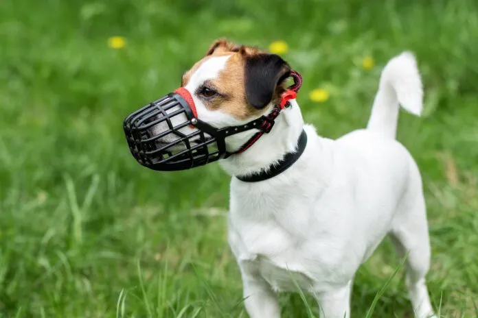 The best dog muzzles are comfortable for the dog while performing its duties.