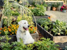 Can You Use Dog Poop as Fertilizer? Although it seems like it should be useful, dog poop can't be used as fertilizer.