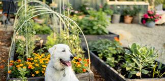 Although it seems like it should be useful, dog poop can't be used as fertilizer.
