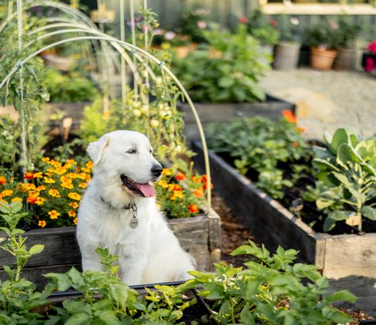 Although it seems like it should be useful, dog poop can't be used as fertilizer.