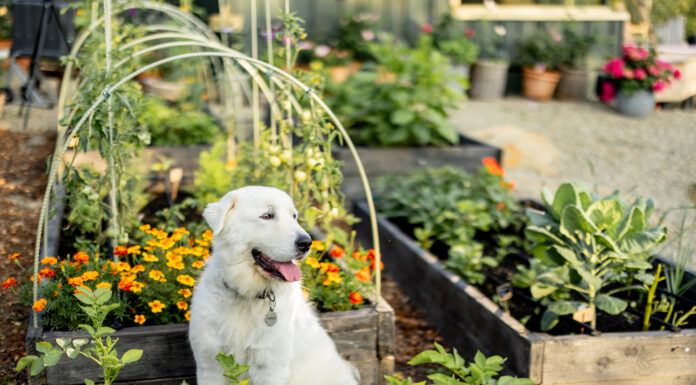 Can You Use Dog Poop as Fertilizer? Although it seems like it should be useful, dog poop can't be used as fertilizer.