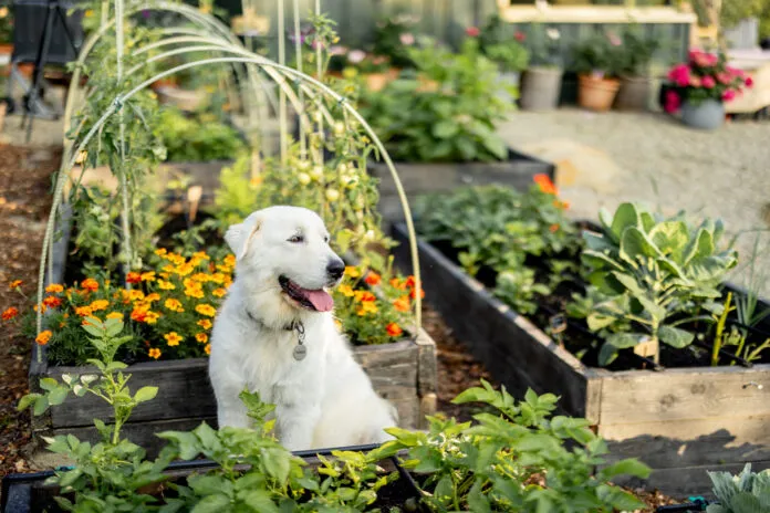 Although it seems like it should be useful, dog poop can't be used as fertilizer.
