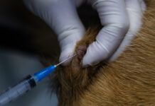 Mast Cell Tumor vs. Histiocytoma Determining whether a mass is a mast cell tumor or a histiocytoma requires a biopsy.