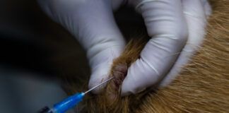 Determining whether a mass is a mast cell tumor or a histiocytoma requires a biopsy.