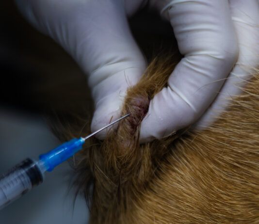 Mast Cell Tumor vs. Histiocytoma Determining whether a mass is a mast cell tumor or a histiocytoma requires a biopsy.