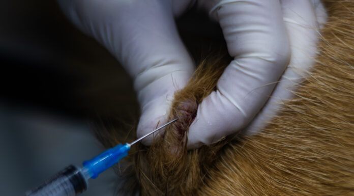Determining whether a mass is a mast cell tumor or a histiocytoma requires a biopsy.