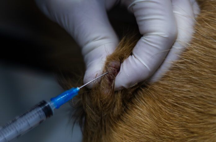 A veterinarian wearing gloves performs a fine needle biopsy of a tumor on a dog using a syringe, collecting cells for diagnostic purposes in veterinary oncology. Biopsy in a dog. Determining whether a mass is a mast cell tumor or a histiocytoma requires a biopsy.