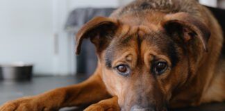 Colitis in dogs can have a number of causes which will need to be ruled out,