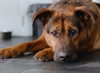 Colitis in Dogs Colitis in dogs can have a number of causes which will need to be ruled out,