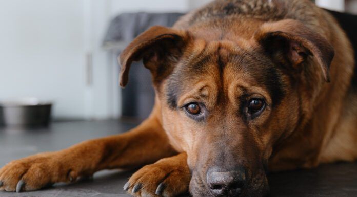 Colitis in Dogs Colitis in dogs can have a number of causes which will need to be ruled out,