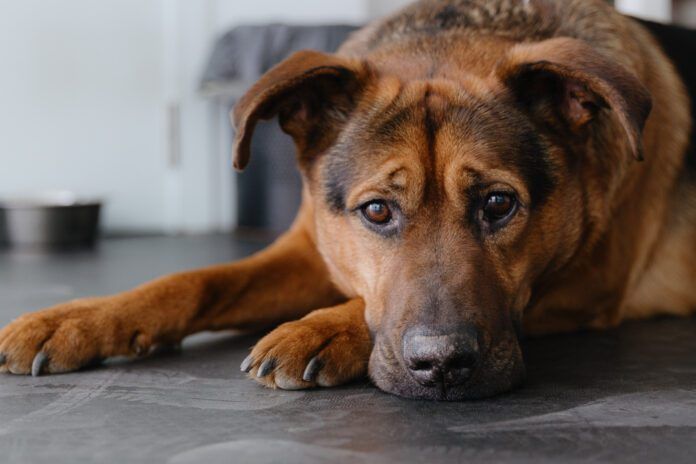 Colitis in dogs can have a number of causes which will need to be ruled out,