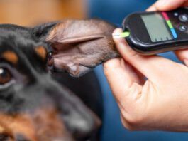 Best Dog Food for Diabetic Dogs Dog food for diabetic dogs can make a difference in managing their blood sugar levels.