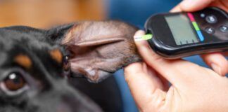 Dog food for diabetic dogs can make a difference in managing their blood sugar levels.