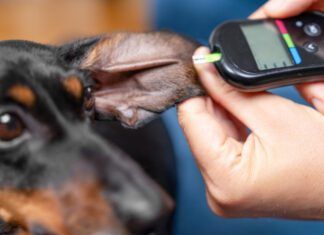 Best Dog Food for Diabetic Dogs Dog food for diabetic dogs can make a difference in managing their blood sugar levels.