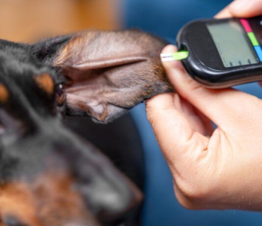 Dog food for diabetic dogs can make a difference in managing their blood sugar levels.
