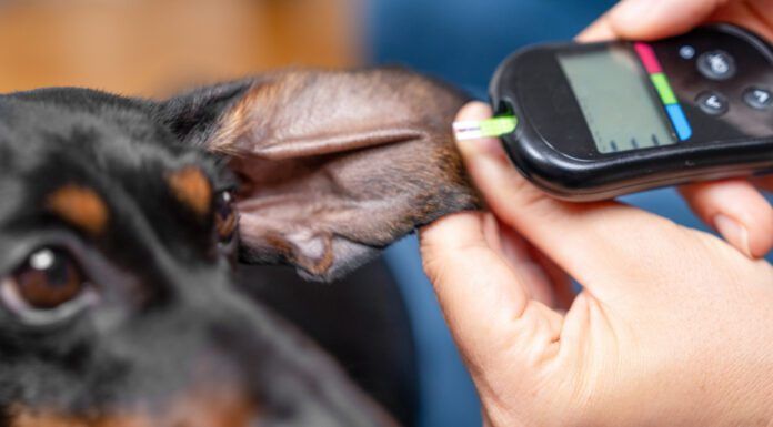 Dog food for diabetic dogs can make a difference in managing their blood sugar levels.
