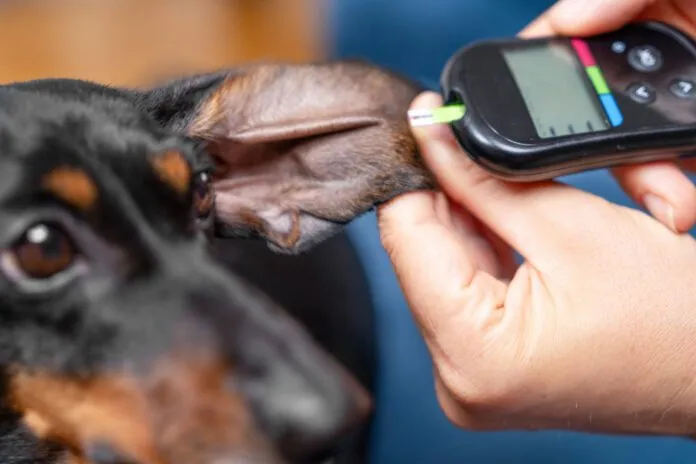 Close view of a hand using a digital meter insulin and glucose levels in the blood on the long ear of a black dachshund dog for a careful home health measurement. Dog food for diabetic dogs can make a difference in managing their blood sugar levels.