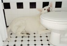 Why Your Dog Is Afraid of Thunder Why are dogs scared of thunder? The reasons are as diverse as dogs themselves.