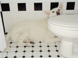 Why Your Dog Is Afraid of Thunder Why are dogs scared of thunder? The reasons are as diverse as dogs themselves.