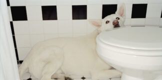 Why are dogs scared of thunder? The reasons are as diverse as dogs themselves.