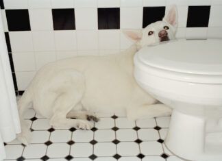 Why Your Dog Is Afraid of Thunder Why are dogs scared of thunder? The reasons are as diverse as dogs themselves.