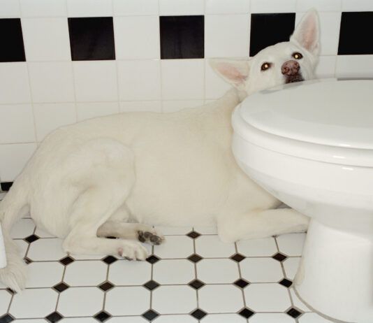 Why are dogs scared of thunder? The reasons are as diverse as dogs themselves.