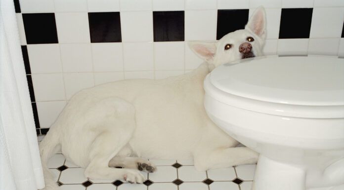 Why Your Dog Is Afraid of Thunder Why are dogs scared of thunder? The reasons are as diverse as dogs themselves.