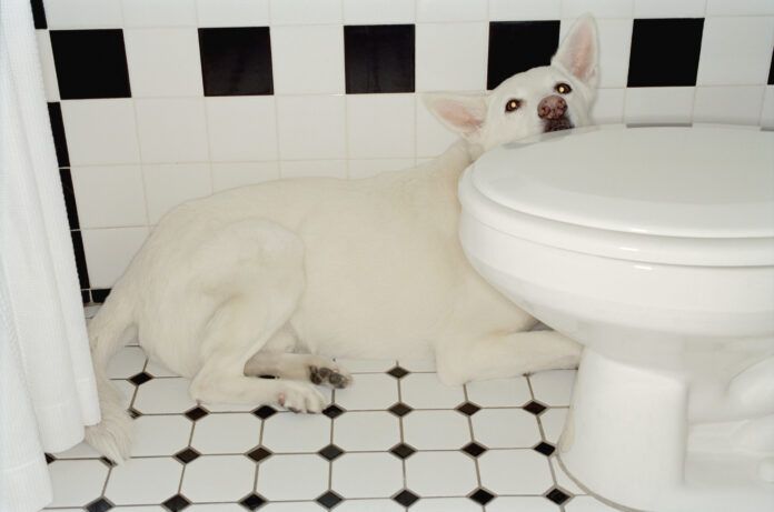 Why are dogs scared of thunder? The reasons are as diverse as dogs themselves.
