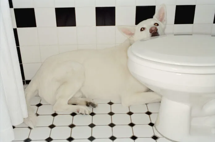 Dog Hiding in Bathroom Why are dogs scared of thunder? The reasons are as diverse as dogs themselves.