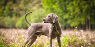 Hypertrophic osteodystrophy in dogs can cause lameness in dogs, but resolves when a dog is fully grown.
