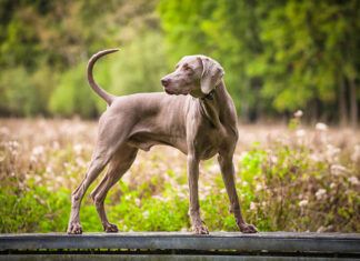 Hypertrophic Osteodystrophy vs. Panosteitis in Dogs Hypertrophic osteodystrophy in dogs can cause lameness in dogs, but resolves when a dog is fully grown.